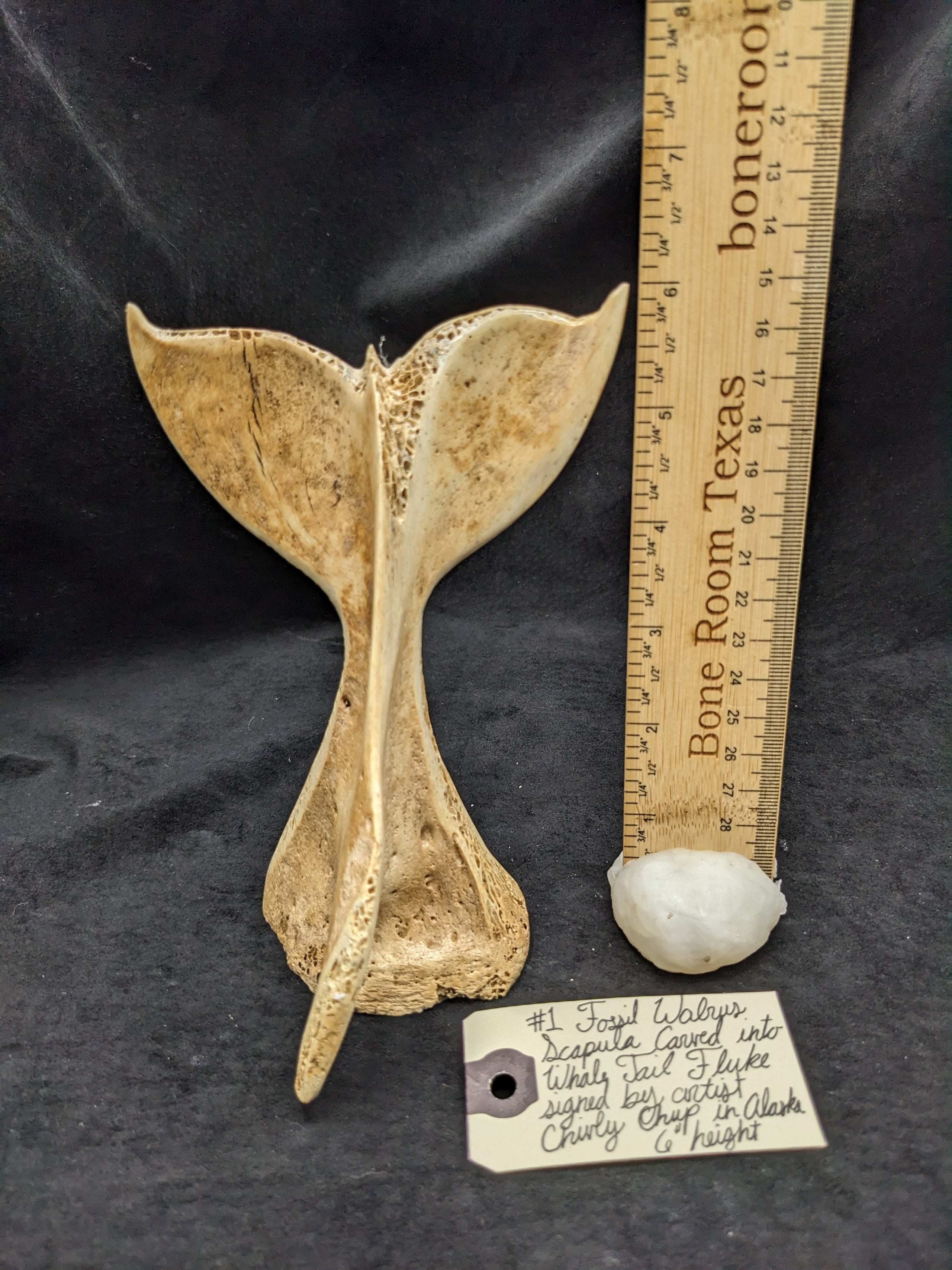 #1 Fossil Walrus Scapula Carving | Bone Room Texas, LLC 2024